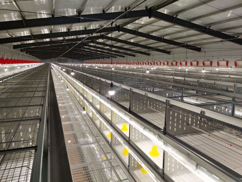 Suggestions for raising chickens with broiler breeding equipment